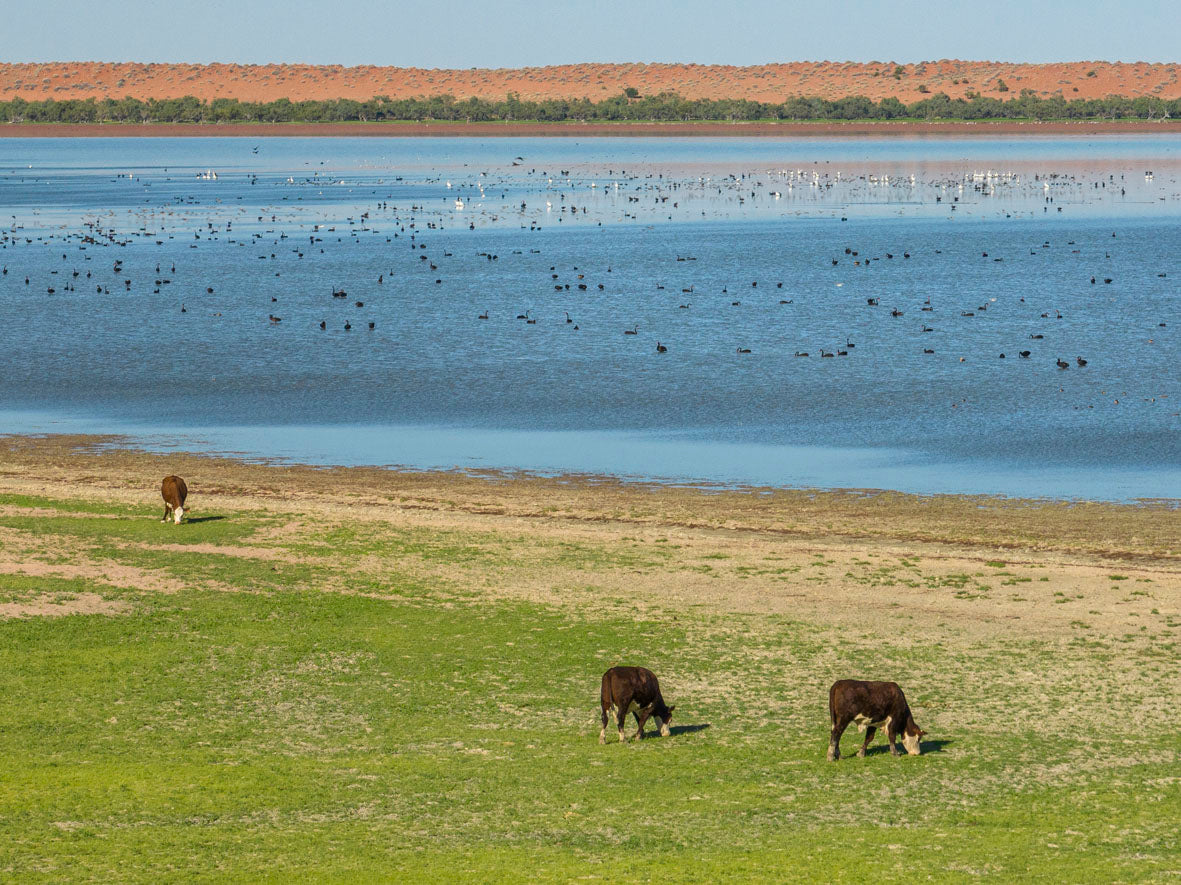 Why Grass-Fed Certified Organic Beef Matters
